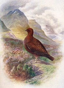 Röd ripa - Lagopus scoticus, c1910, 1910 av George James Rankin