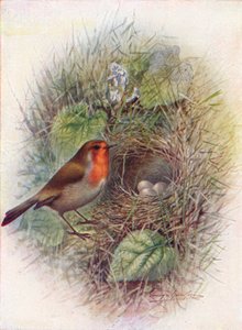 Redbreast eller Robin - Erithacus rubecula, c1910, 1910 av George James Rankin