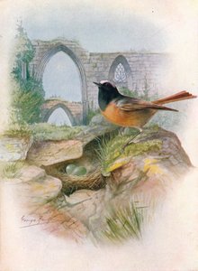 Rödstjärt - Ruticilla phoenicurus, c1910, 1910 av George James Rankin