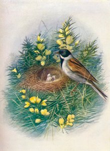 Rörsparv - Embriza schoeniclus, c1910, 1910