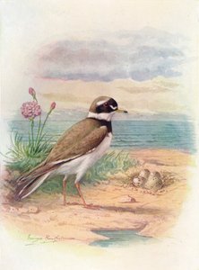 Ringpipare - Aegialitis hiaticola, c1910, 1910 av George James Rankin
