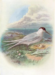 Smörgåstärna - Sterna cantiaca, c1910, 1910