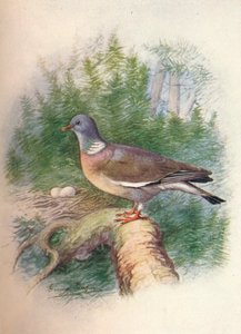 Vedduva eller ringduva - Columba palumbus, c1910, 1910