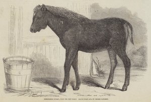 Anmärkningsvärd hybrid, från New Forest av George Landseer