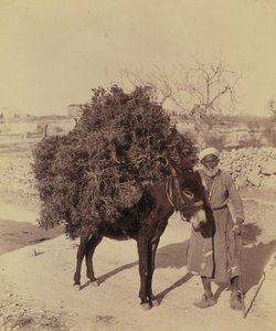 Åsna som bär last med rötter och kvistar för bränsle, Palestina, ca 1900 (foto))