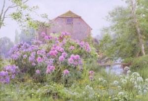 Rhododendron vid en vattenkvarn