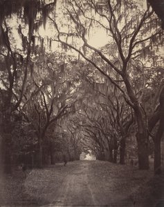 Bonaventure-kyrkogården, fyra mil från Savannah, 1866. av George N. Barnard