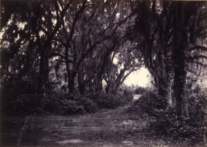 Bonaventure, Savannah, Georgia av George N. Barnard