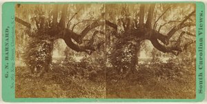 [Live Oaks, Magnolia-kyrkogården] av George N. Barnard