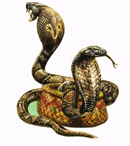 King Cobras av George R. Radcliffe
