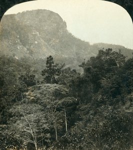 Tropisk vegetation i Barron River Gorge,...Cairns, Queensland, Australien, c1909. av George Rose