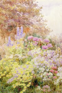 Anthemis, vallmo och lärksporre
