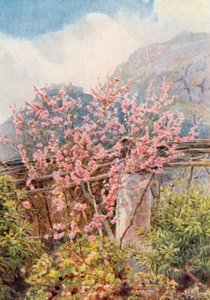 "Peach trees ablow" (färglitografi) av George Samuel Elgood