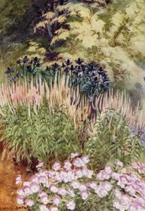 Veronica spicata rosea, med Eryngiums och Violas (färg litho) av George Soper