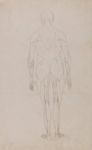 En jämförande anatomisk framställning av människokroppens struktur med en tiger och en vanlig höna: Människofigur, bakifrån (Ytterligare studie för tabell XII) av George Stubbs
