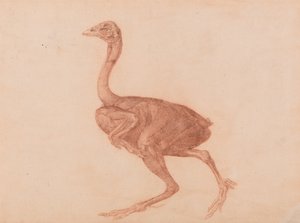 En jämförande anatomisk framställning av människokroppens struktur med en tiger och en vanlig höna: Dorkinghöna, vy från sidan av George Stubbs