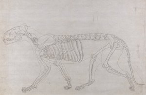 En jämförande anatomisk framställning av människokroppens struktur med tigerns och en vanlig hönas: Tigerskelett, vy från sidan av George Stubbs