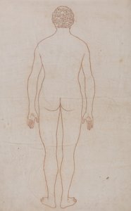 En jämförande anatomisk framställning av människokroppens struktur med tigerns och den vanliga fågelns: Människokroppen, bakifrån (översiktsritning för tabell VII) av George Stubbs
