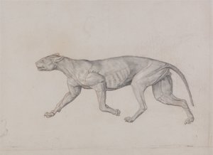 En jämförande anatomisk framställning av människokroppens struktur med tigerns och en vanlig hönas:  Leopardkropp, vy från sidan av George Stubbs