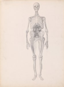 En jämförande anatomisk framställning av människokroppens struktur jämfört med en tiger och en vanlig höna:  Människofigur, vy framifrån (Färdig studie av dissektionens slutskede) av George Stubbs