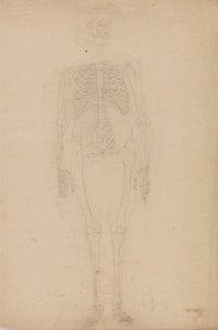 En jämförande anatomisk framställning av människokroppens struktur med tigerns och den vanliga fågelns: Människans skelett, vy framifrån av George Stubbs