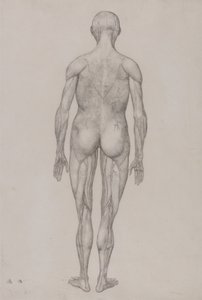 En jämförande anatomisk framställning av människokroppens struktur med en tiger och en vanlig höna: Människofigur, bakifrån (nästan identisk med den färdiga teckningen för tabell XII) av George Stubbs
