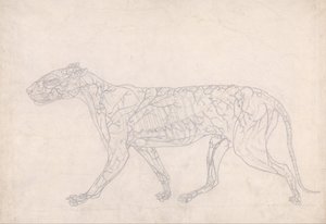 En jämförande anatomisk framställning av människokroppens struktur med en tiger och en vanlig höna: Tiger, sidovy (Översiktlig studie av ytans blodförsörjning, utarbetad för nyckelfiguren till tabell IX) av George Stubbs