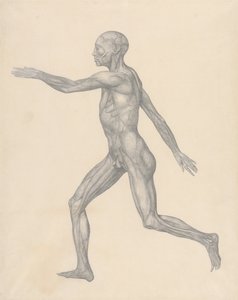 En jämförande anatomisk framställning av människokroppens struktur med en tiger och en vanlig höna: Människofigur, vy från sidan, efter avlägsnande av huden och de underliggande fasciallagren (Färdig studie för tabell XIII) av George Stubbs