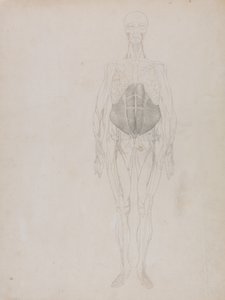 En jämförande anatomisk framställning av människokroppens struktur jämfört med en tiger och en vanlig höna: Människofigur, vy framifrån (i stort sett i kontur) av George Stubbs