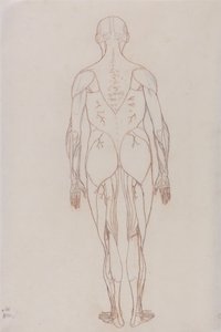 En jämförande anatomisk framställning av människokroppens struktur med tigerns och en vanlig hönas: Människofigur, bakifrån (översiktsritning för nyckelfigur till tabell XII) av George Stubbs