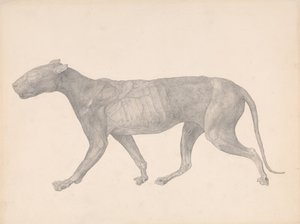 En jämförande anatomisk framställning av människokroppens struktur med tigerns och en vanlig hönsfågel:  Tiger, sidovy, med hud och vävnad borttagna (Färdig studie för tabell IX) av George Stubbs
