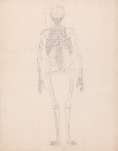 En jämförande anatomisk framställning av människokroppens struktur med tigerns och den vanliga fågelns: Människans skelett, vy bakifrån av George Stubbs