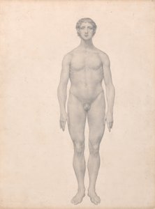 En jämförande anatomisk framställning av människokroppens struktur med tigerns och den vanliga fågelns:  Människofigur, framifrån sett, ograverad (Färdig studie för tabell VI) av George Stubbs