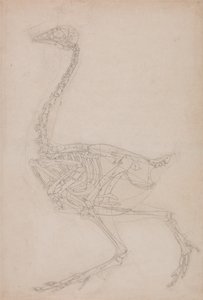 En jämförande anatomisk framställning av människokroppens struktur med den hos en tiger och en vanlig höna: Fowl Skeleton, Lateral View (Förmodligen grundläggande studie av proportionerna hos fågelskelettet som används för andra teckningar) av George Stubbs