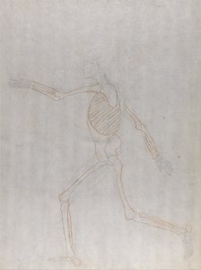 En jämförande anatomisk framställning av människokroppens struktur med tigerns och den vanliga fågelns: Människans skelett, vy från sidan av George Stubbs
