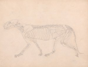 En jämförande anatomisk framställning av människokroppens struktur med tigerns och en vanlig hönas: Tigerkropp, vy från sidan av George Stubbs