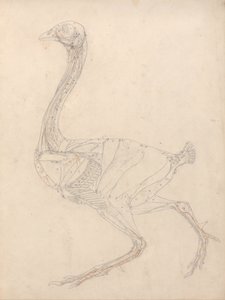 En jämförande anatomisk framställning av människokroppens struktur med tigerns och den vanliga hönsfågelns: Hönskropp, vy från sidan (Studie för nyckelfigur till tabell XV) av George Stubbs