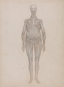 En jämförande anatomisk framställning av människokroppens struktur med den hos en tiger och en vanlig höna: Human Figure, Anterior View (Avsedd för en plansch som aldrig publicerades) av George Stubbs