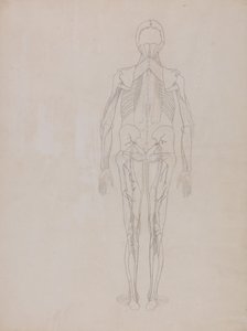 En jämförande anatomisk framställning av människokroppens struktur med tigerns och den vanliga fågelns: Human Figure, Posterior View (Översiktsteckning för nyckelfiguren på en opublicerad plansch) av George Stubbs