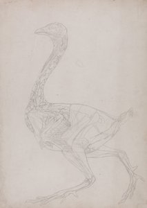 En jämförande anatomisk framställning av människokroppens struktur med tigerns och en vanlig hönas:  Hönskropp, vy från sidan (Översiktsritning, relaterad till tabell XV) av George Stubbs