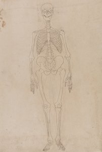 En jämförande anatomisk framställning av människokroppens struktur med tigerns och den vanliga fågelns: Människans skelett, vy framifrån av George Stubbs