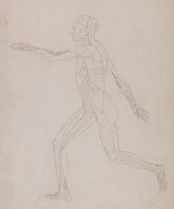 En jämförande anatomisk framställning av människokroppens struktur med tigerns och den vanliga fågelns: Human Figure, Lateral View (Relaterad till tabell XIII, detaljerad studie av blodkärlen som försörjer musklerna) av George Stubbs