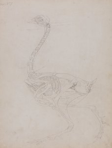 En jämförande anatomisk framställning av människokroppens struktur med tigerns och hönsfågelns:  Hönskropp, vy från sidan av George Stubbs