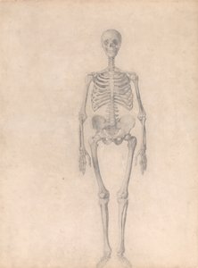En jämförande anatomisk framställning av människokroppens struktur med den hos en tiger och en vanlig fågel: Människans skelett, framifrån sett (Färdig studie för tabell I) av George Stubbs