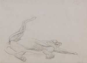 En jämförande anatomisk framställning av människokroppens struktur, en tigerkropp och en vanlig hönsfågel:  Tigerkropp, liggande, betraktad ventralt av George Stubbs