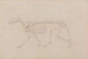 En jämförande anatomisk framställning av människokroppens struktur med tigerns och en vanlig hönas: Tigerskelett, sidovy (Mycket färdig studie för tabell IV) av George Stubbs