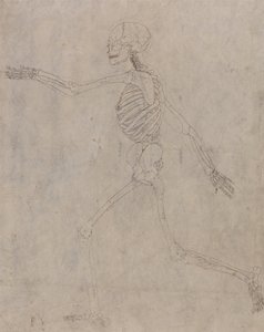 En jämförande anatomisk framställning av människokroppens struktur med tigerns och den vanliga fågelns: Människans skelett, vy från sidan av George Stubbs