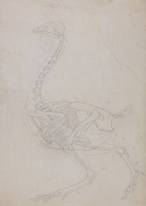 En jämförande anatomisk framställning av människokroppens struktur med tigerns och den vanliga fågelns:  Fjäderfäskelett, vy från sidan (översiktsteckning) av George Stubbs