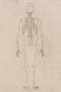 En jämförande anatomisk framställning av människokroppens struktur jämfört med en tiger och en vanlig höna: Människans skelett, bakifrån (avser tabell II) av George Stubbs