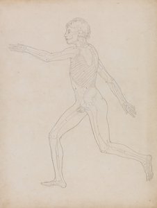En jämförande anatomisk framställning av människokroppens struktur med tigerns och den vanliga fågelns: Människofigur, vy från sidan av George Stubbs